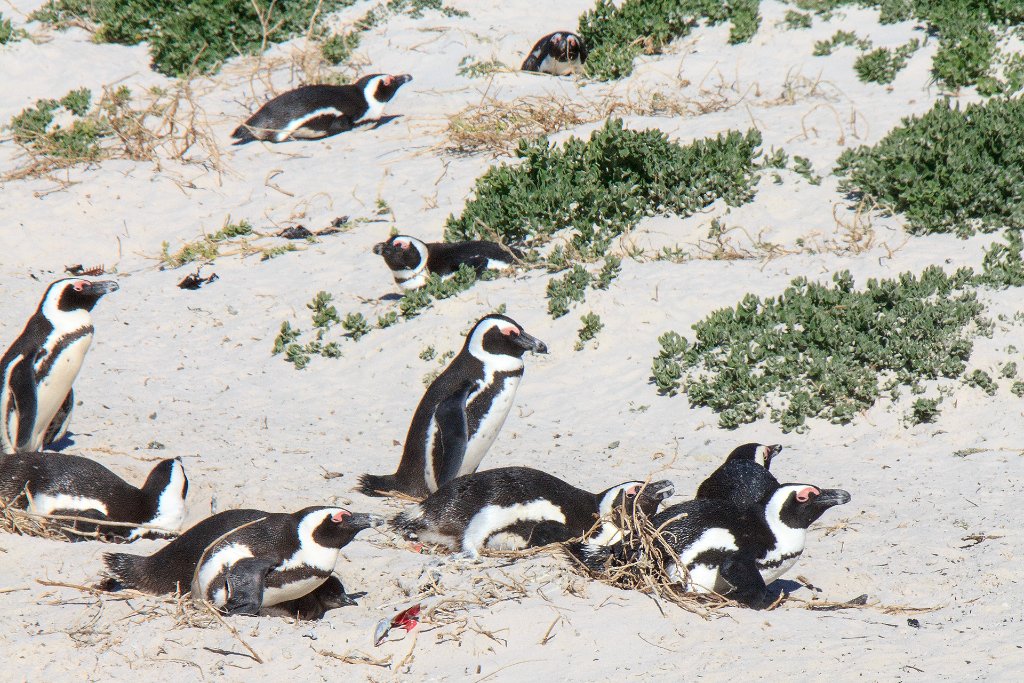 02-Jackass Penguins at Boulders Beach.jpg - Jackass Penguins at Boulders Beach